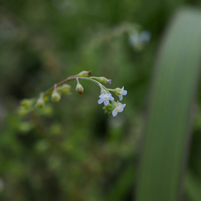 small flower-1