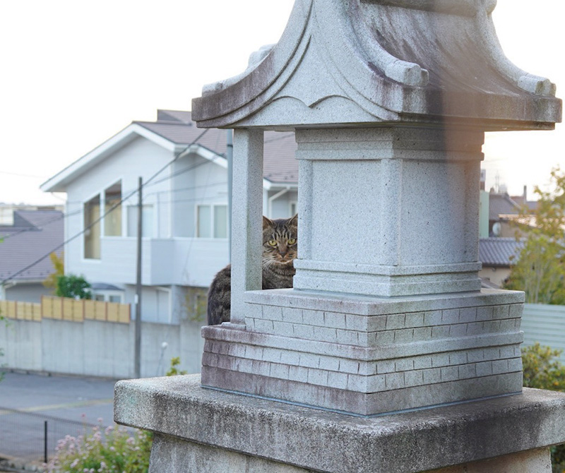 cat shrine