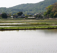 Amabiki rice field