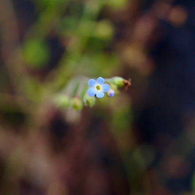 small flower-4